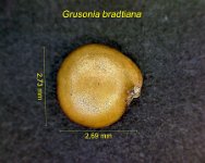 Grusonia bradtiana BK.jpg
